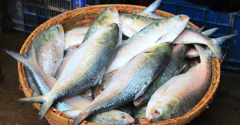 পদ্মার ইলিশ